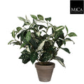 Cordyline Green In Pot Stan Grey