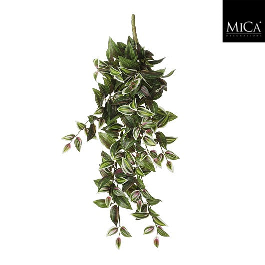 Tradescantia Hanging Green
