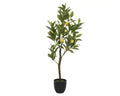Lemon plant in pot