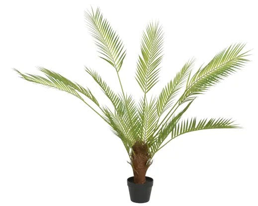 Palmtree in pot pe