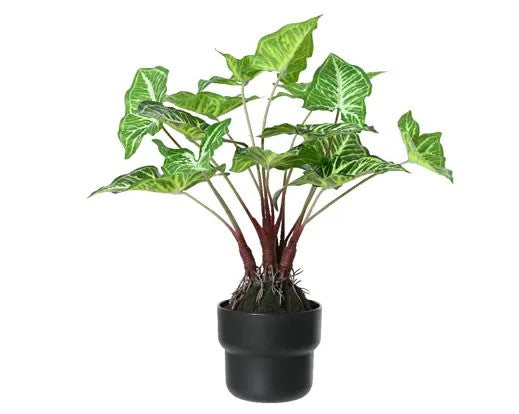 Caladium
