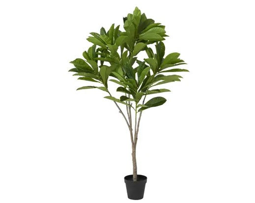 Elaeocarpaceae Tree