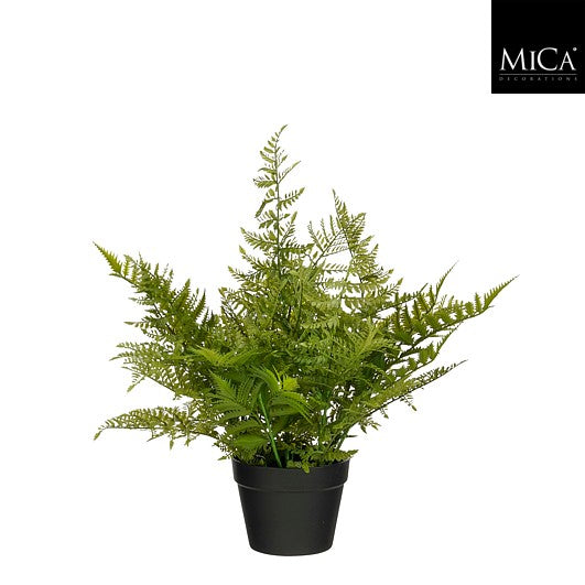 Fern In Pot Green