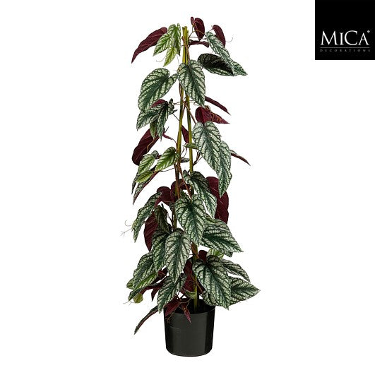 Climbing In Pot Green - H121 x d35cm