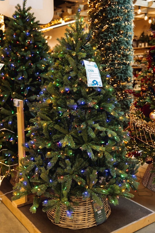 Freiburg Pine Nostalgic 6ft Pre-Lit Christmas Tree