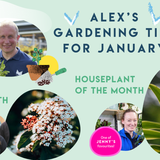New Year, New Garden: Alex’s January Tips for a Fresh Start