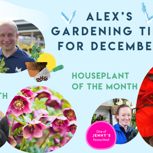 Winter Care for Your Garden: Alex’s December Guide