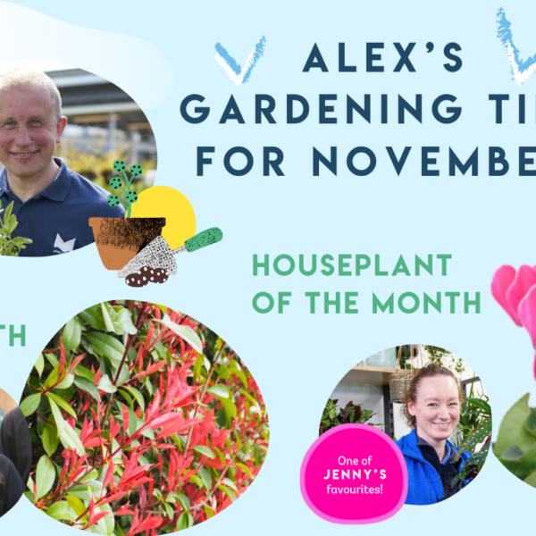 Preparing Your Garden for Winter: Alex’s November Tips