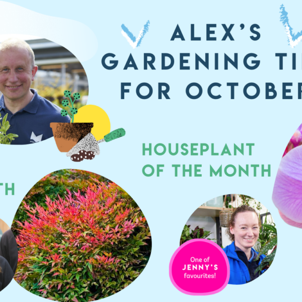 Autumn Gardening: Alex’s Top Tips for October