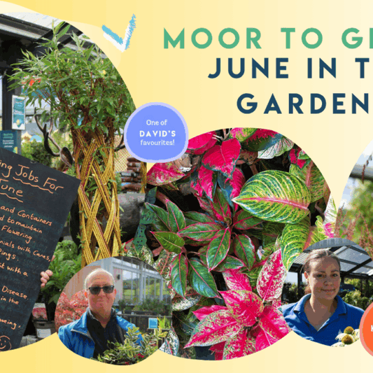 Moor to Grow: June in the Garden