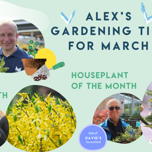 Spring Awakens: Essential Gardening Tips for March