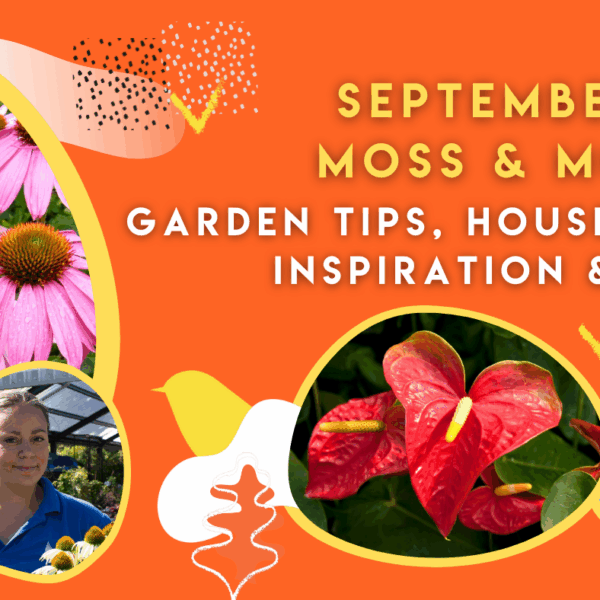 September at Moss & Moor: Garden Tips, Houseplant Inspiration & More