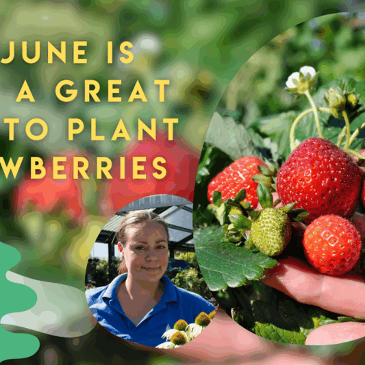 Why June Is Still a Great Time to Plant Strawberries