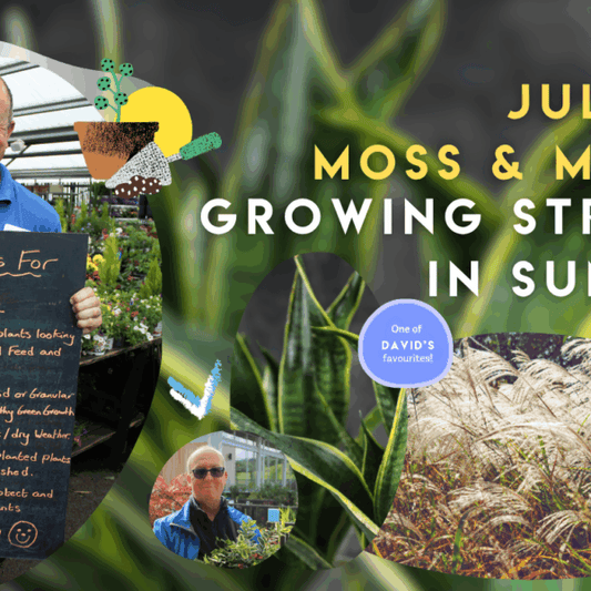 July at Moss & Moor: Growing Strong in Summer