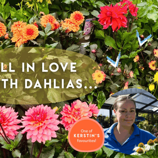 Bright, Bold & Blooming: Celebrating Dahlias at Moss & Moor