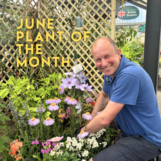 June Plant of the Month: Clematis