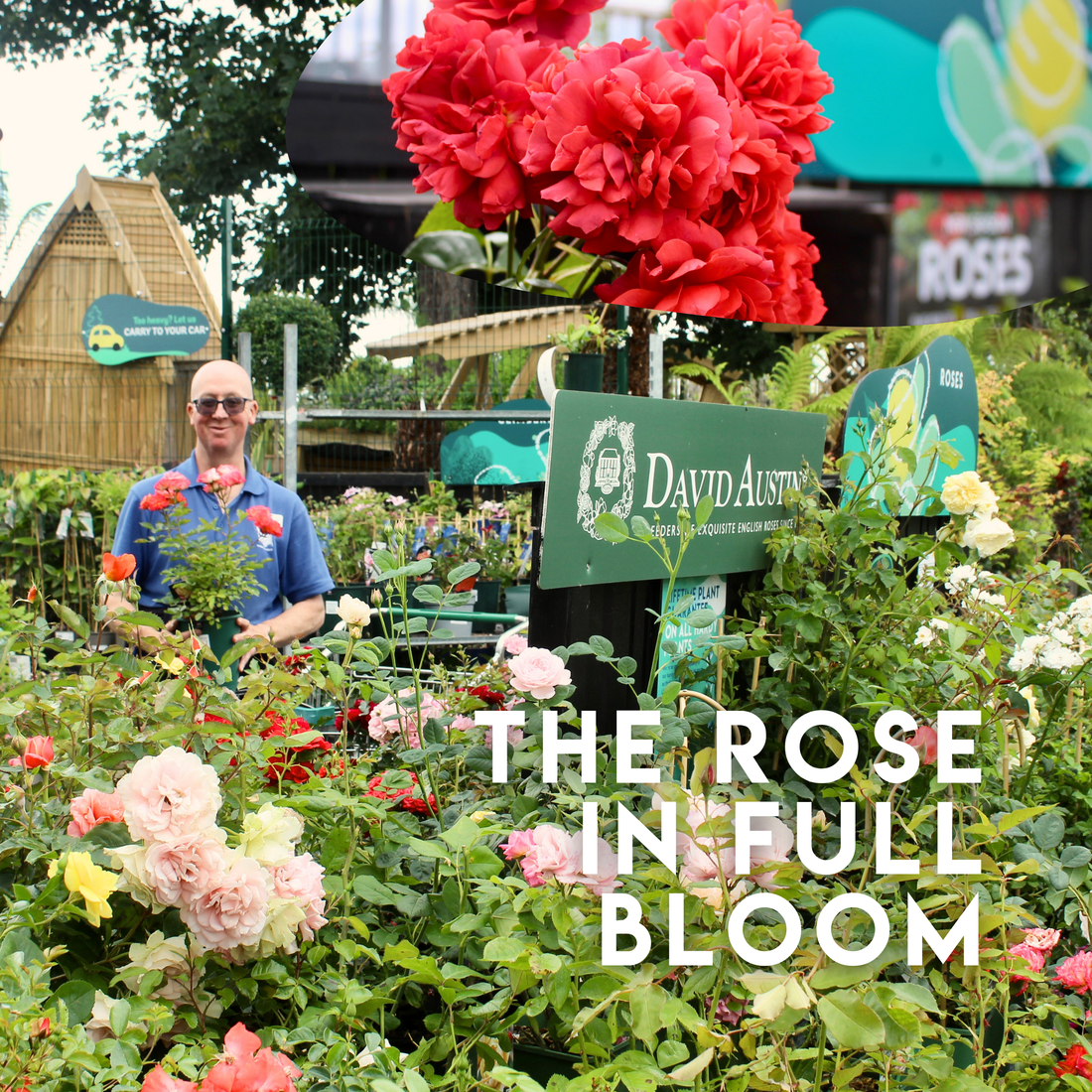 July in the Garden: Alex's Jobs, New Arrivals & the Rose in Full Bloom
