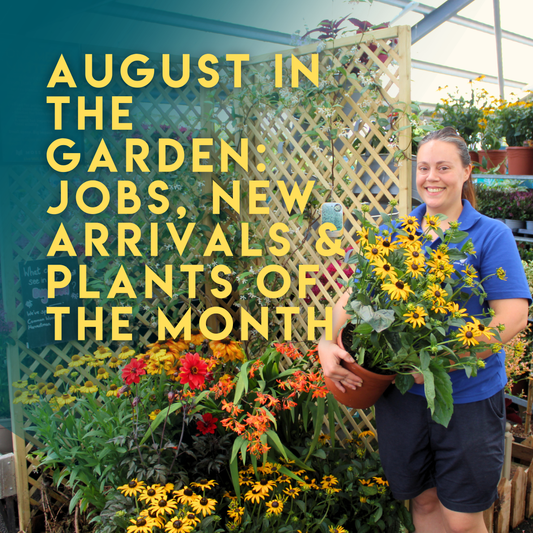 August in the Garden: Alex's Jobs, New Arrivals & Plants of the Month