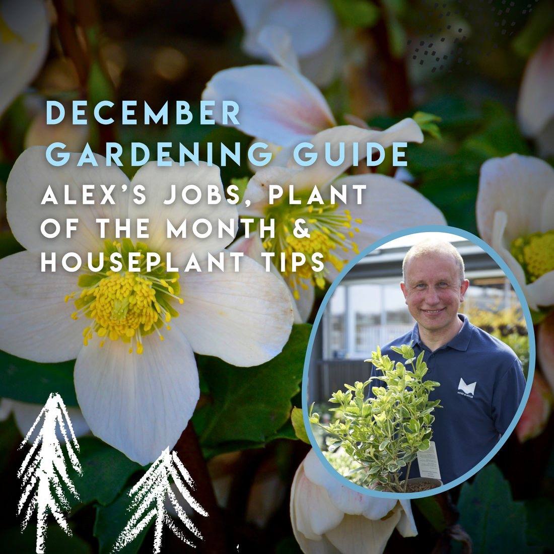 December Gardening Tips | Moss & Moor