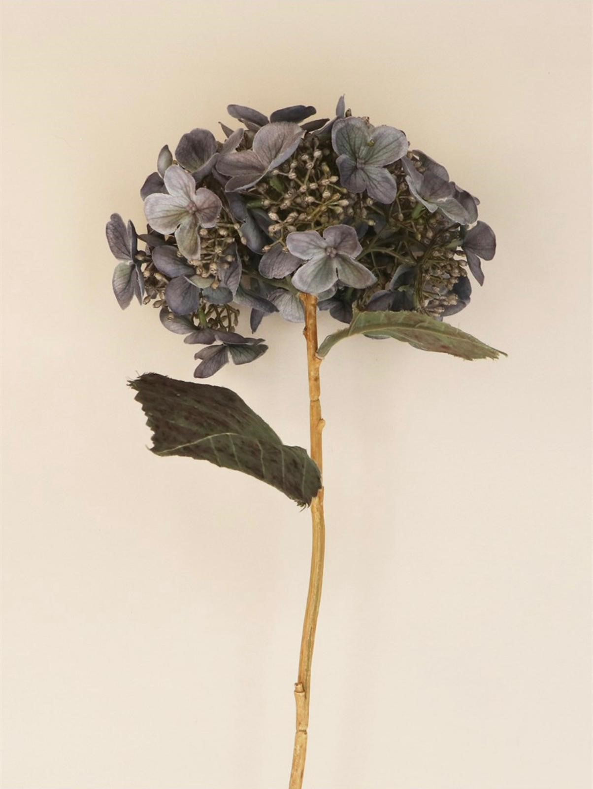 Blue Lacecap Hydrangea Stem, Short