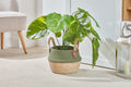 Kikapu Basket - green - large