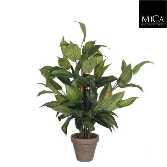 Hosta Green In Pot Stan Grey