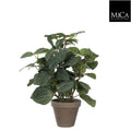 Pilea Green In Pot Stan Grey