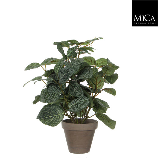 Pilea Green In Pot Stan Grey