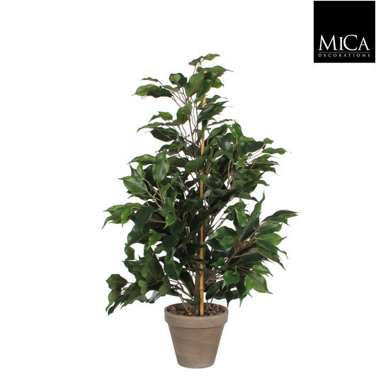 Ficus Exotica In Pot Stan Grey D13.5cm