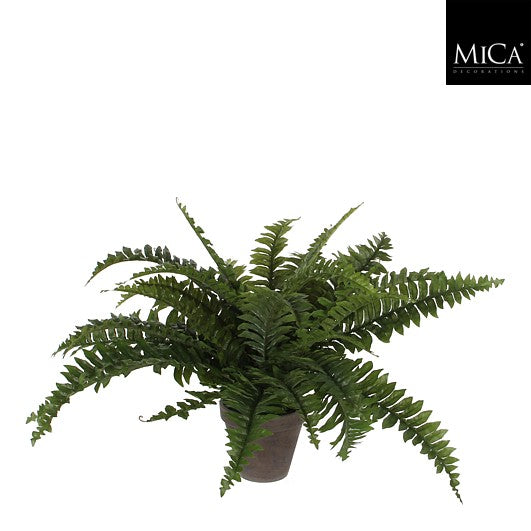 Boston Fern Green In Pot Stan Grey D13,5cm - H42 x d50cm