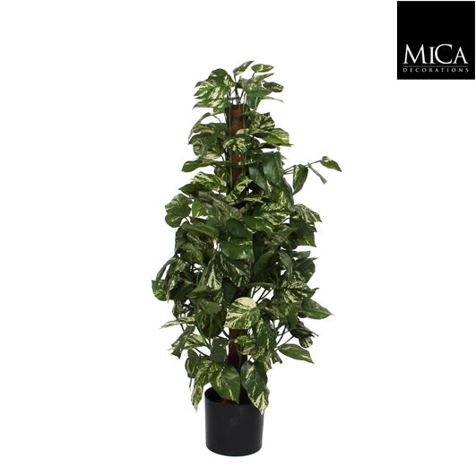 Scindapsus Green In Plastic Pot