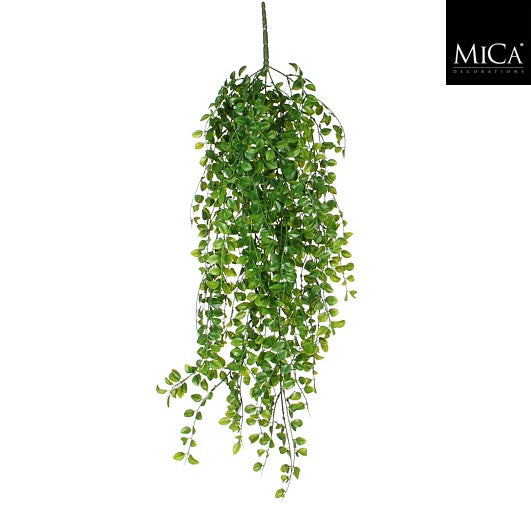 Ficus Hanging Green