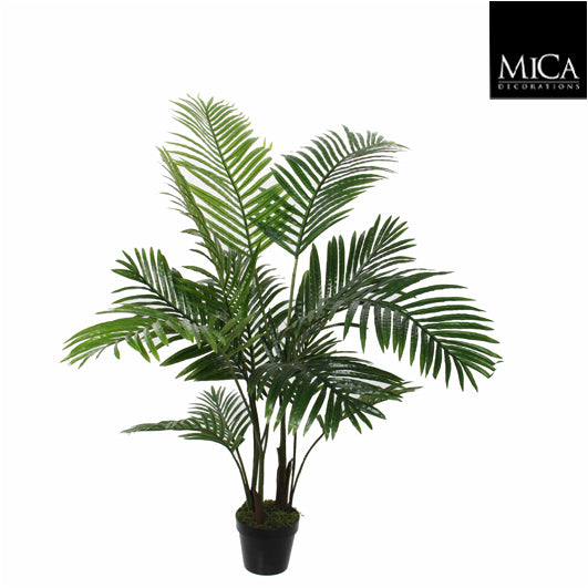 Areca Palm In Pot Green