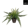 Fern Green In Pot Stan Grey