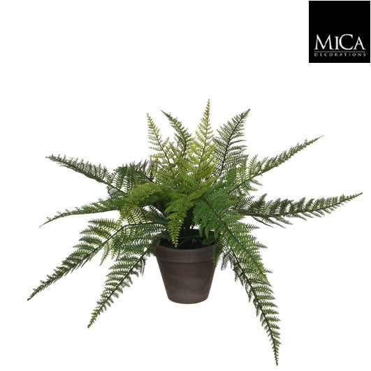 Fern Green In Pot Stan Grey