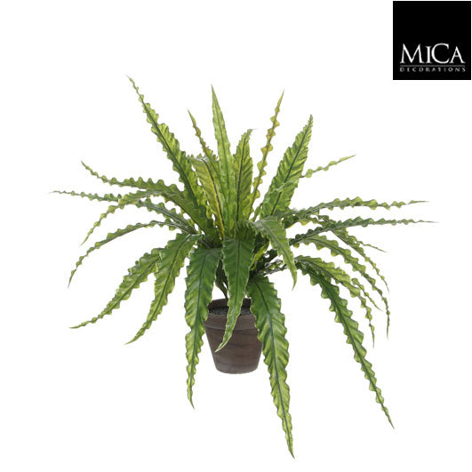 Asplenium Green In Pot Stan Grey
