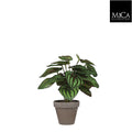 Peperomia Green In Pot Stan Grey D9cm - H24 x d23cm