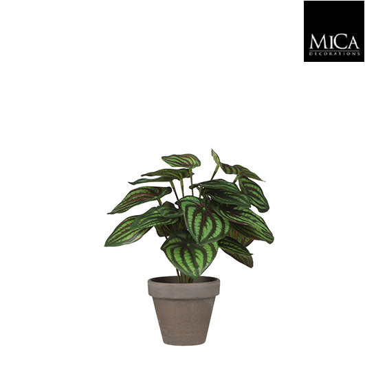 Peperomia Green In Pot Stan Grey D9cm - H24 x d23cm