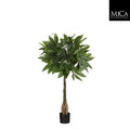 Pachira In Pot Green - H80 x d60cm