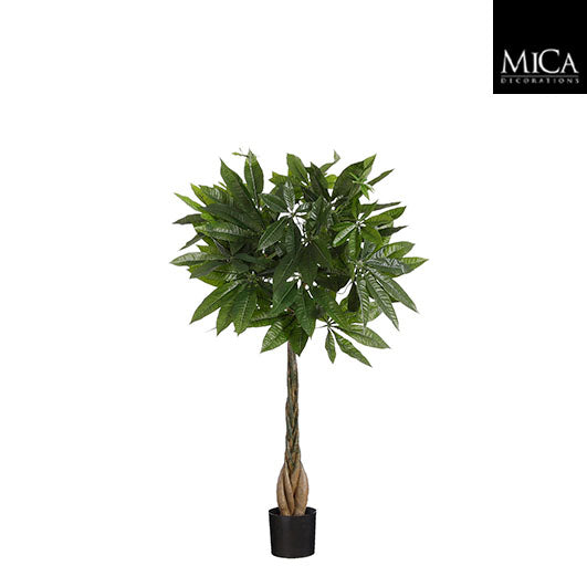 Pachira In Pot Green - H80 x d60cm