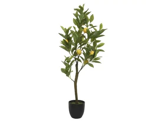 Lemon plant in pot