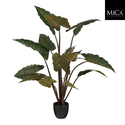 Alocasia In Pot Green