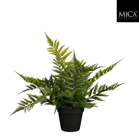 Fern In Pot Green