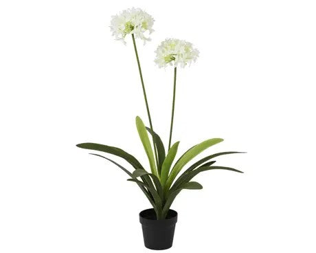Plant Agapanthus in Pot