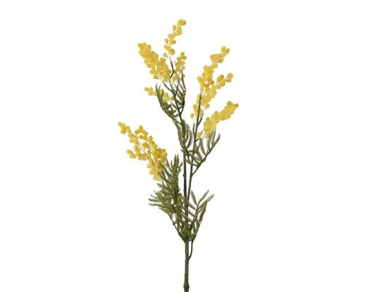 Mimosa on stem