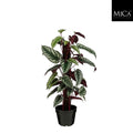 Cissus In Pot - H60 x d30cm