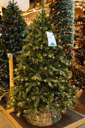 Freiburg Pine Nostalgic 6ft Pre-Lit Artificial Christmas Tree