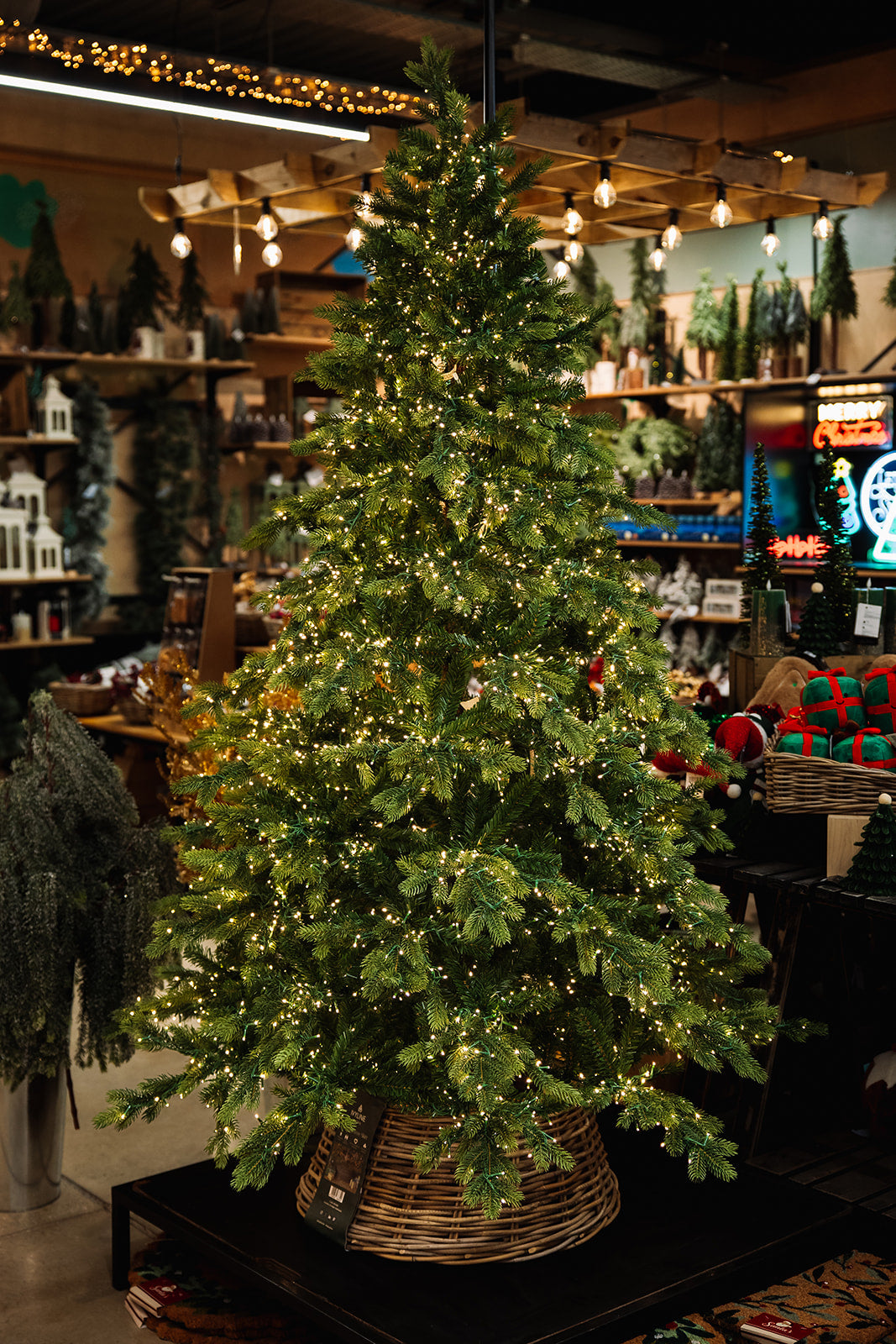 Galloway Spruce 7ft Pre-Lit Artificial Christmas Tree