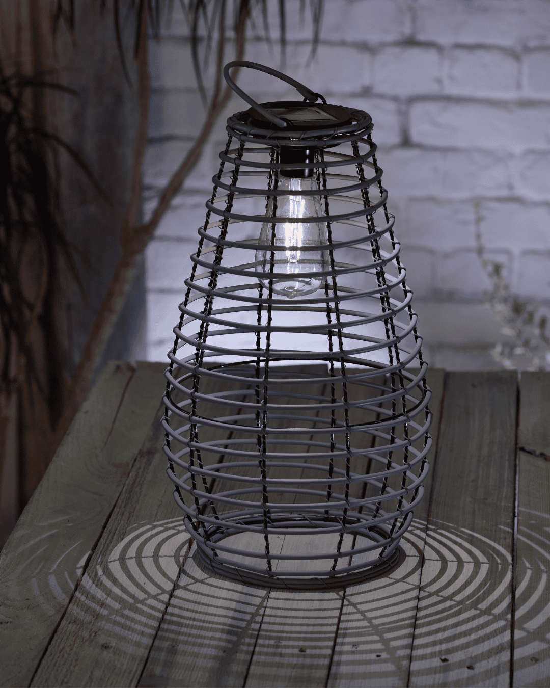 Venus Lantern